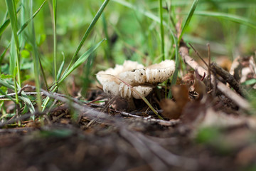 mushrooms in the forest
