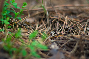snail on the ground