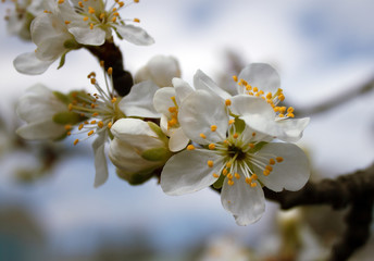 Plum tree flowers