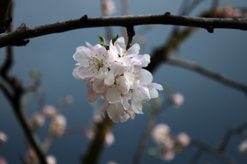 Obraz premium cherry blossom in spring