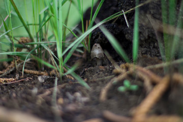 moss on the ground