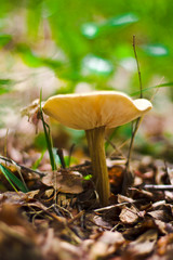 mushrooms in the forest