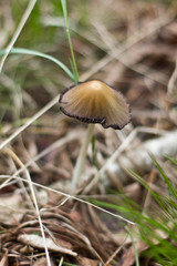 mushroom in the forest