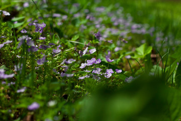 purple flowers in spring