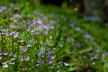 purple flowers in the meadow