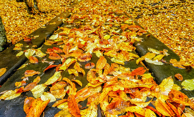 The most beautiful colors of autumn in Yedigöller National Park
