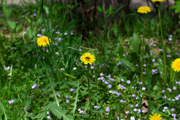 yellow dandelions in the grass