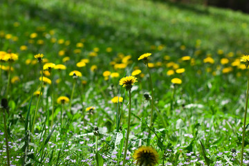 dandelions in the grass