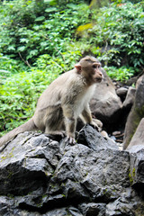 Indian monkey sitting on a rock