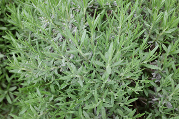 Lavandula angustifolia (Twickle Purple), 2020