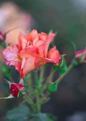 red rose in the garden