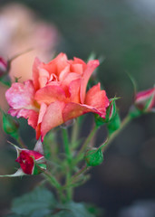 red rose in the garden