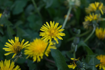on the meadow in the green young grass blooming bright yellow dandelions background