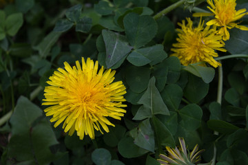 on the meadow in the green young grass blooming bright yellow dandelions background