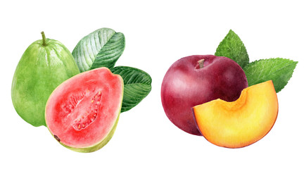 Guava plum composition watercolor illustration isolated on white background