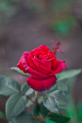 red rose in garden
