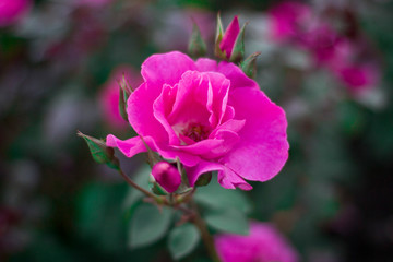 pink rose flower