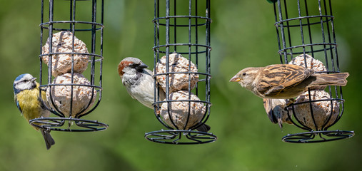 Composite image of a blue tit, male sparrow and female sparrow feeding on a bird feeder