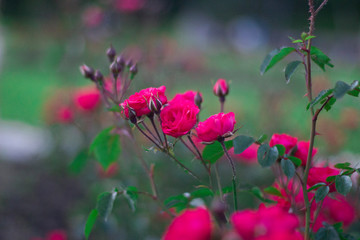 pink flowers in the garden