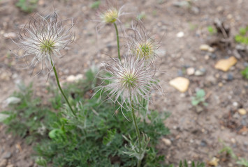 Pulsatilla sp. (Ranunculaceae), 2020