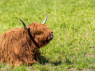 Schottische Hochland Rinder grasen auf der Weide