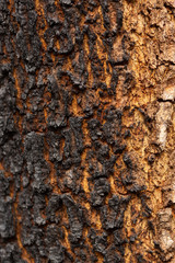Detail of  burnt tree bark.Macro photography background.