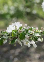 A branch of a blossoming apple tree in spring
