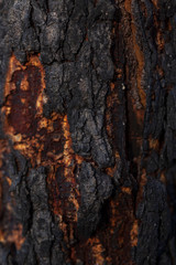 Detail of  burnt tree bark.Macro photography background.