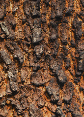 Detail of tree bark texture.Macro photography background.