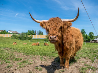 Schottische Hochland Rinder grasen auf der Weide