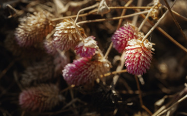 Wild flower in drought land.