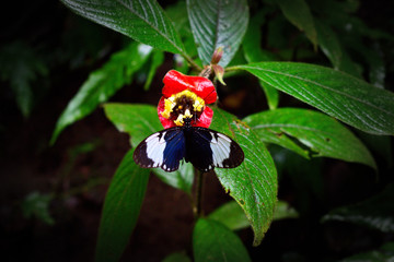 Mariposa en una flor en un bosque de La Fortuna, Costa Rica.