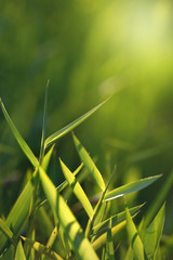Fresh green grass in early morning.Nature eco friendly photo background.