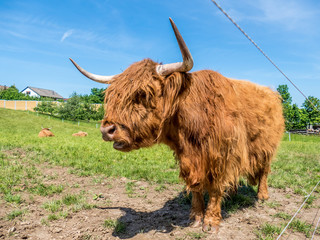 Schottische Hochland Rinder grasen auf der Weide