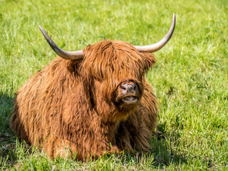 Schottische Hochland Rinder grasen auf der Weide