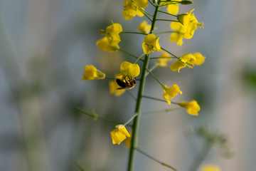 rapeseed with bee