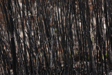 Deforestation of rainforest in Asia.Global warming/Ecology concept background.