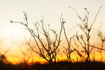 Obraz premium Dry branches with wildfire burning as background.Twilight scene.