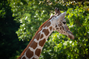 Giraffe