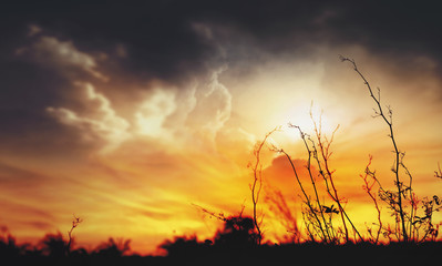 Dry branches with wildfire burning as background.Twilight scene.