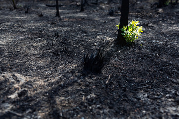 New leaves burst forth from a burnt tree after forest fire.The rebirth of nature after the...