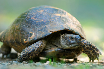 Spur thighed turtle (Testudo graeca) in natural habitat