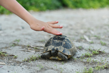 Hand cautious child's hand touches a turtle