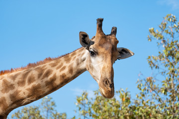 Giraffe