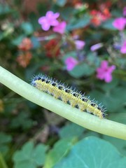caterpillar on a leaf
