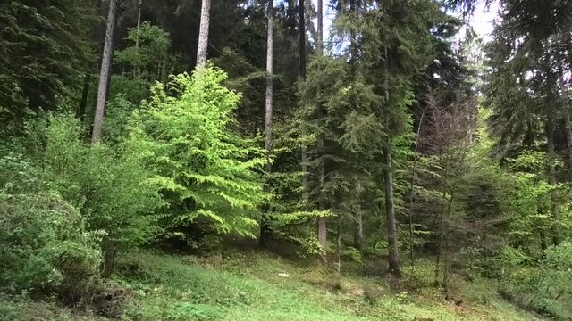 suoni colori del bosco prealpino