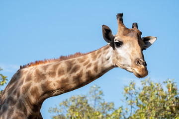 Giraffe