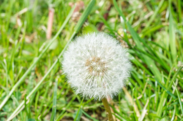 Ripe fruits of Taraxacum officinale, the common dandelion.