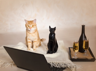 A redhead, domestic cat and a ceramic black cat sitting together in front of a computer by two wine glasses and a bottle of white wine . Concept: having romantic dates during quarantine