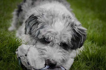 s&uuml;&szlig;er Mischling